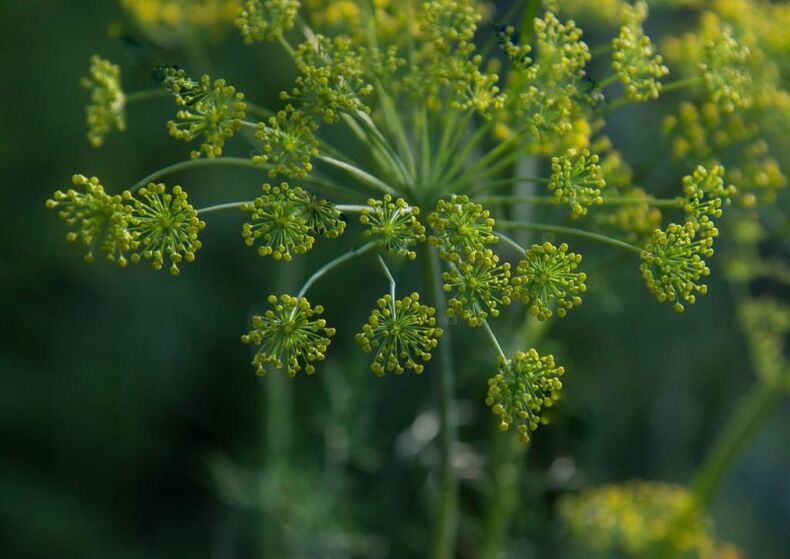 Dill seeds for the preparation of medicinal tincture for cervical osteochondrosis. 